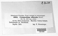 Cronartium ribicola image